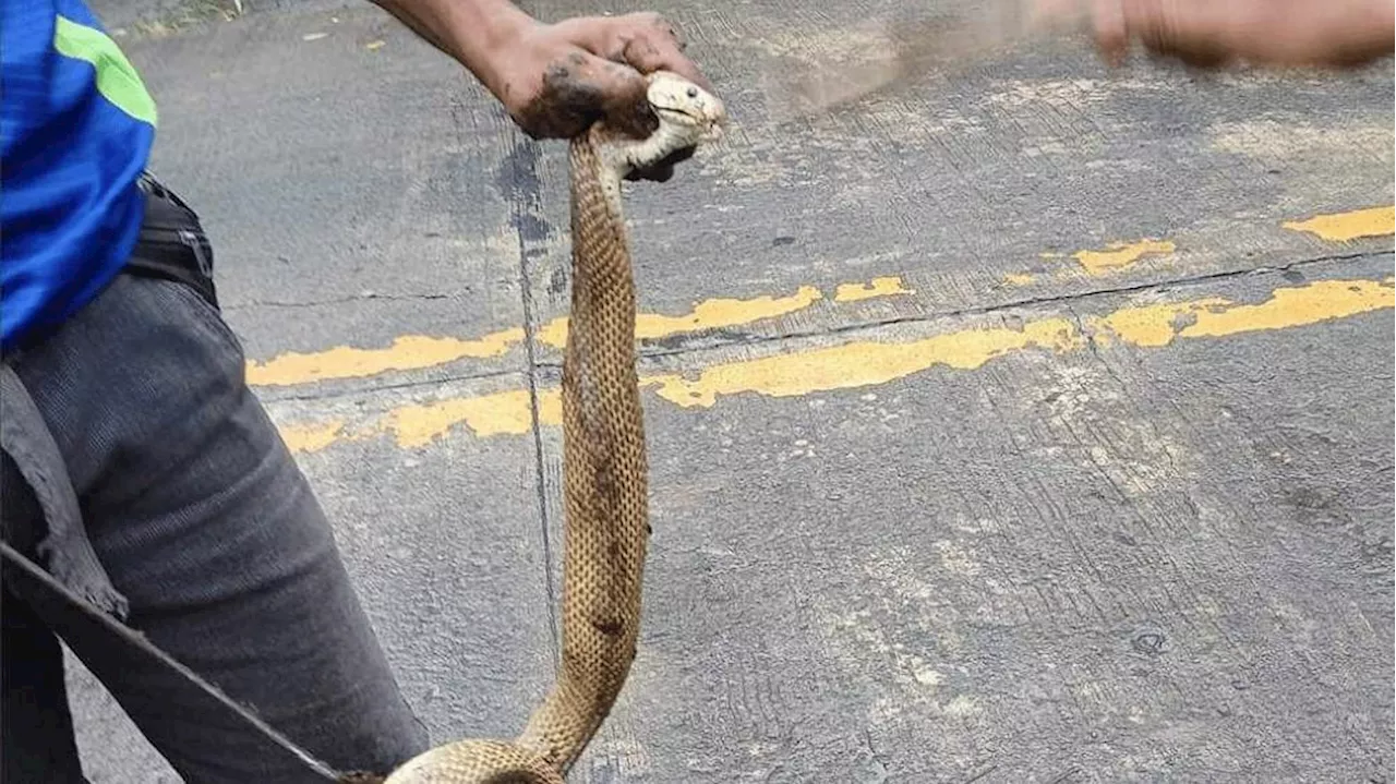 Cobra enters house, alarms residents in Naga City