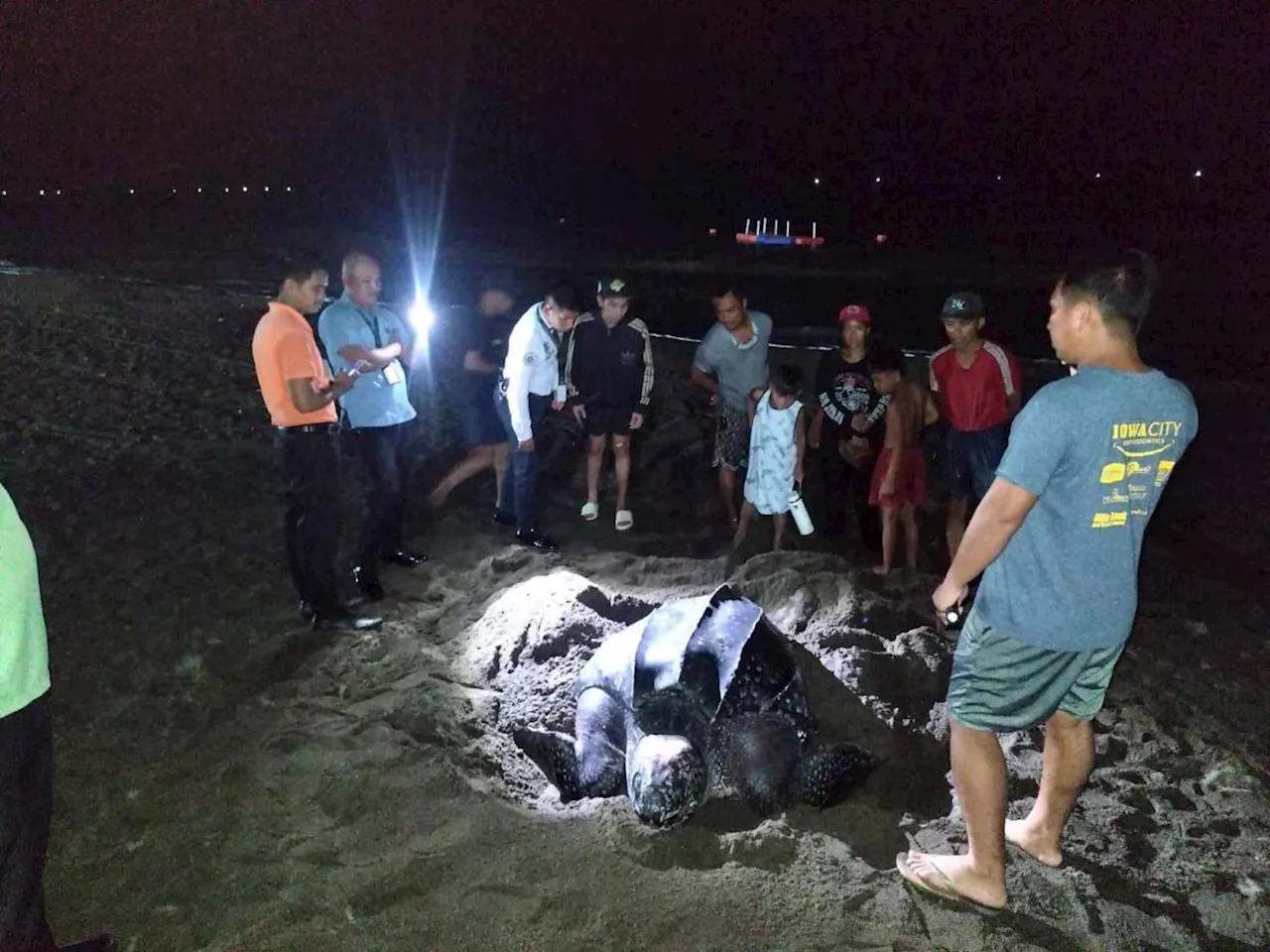 Endangered leatherback turtle spotted nesting in Cagayan