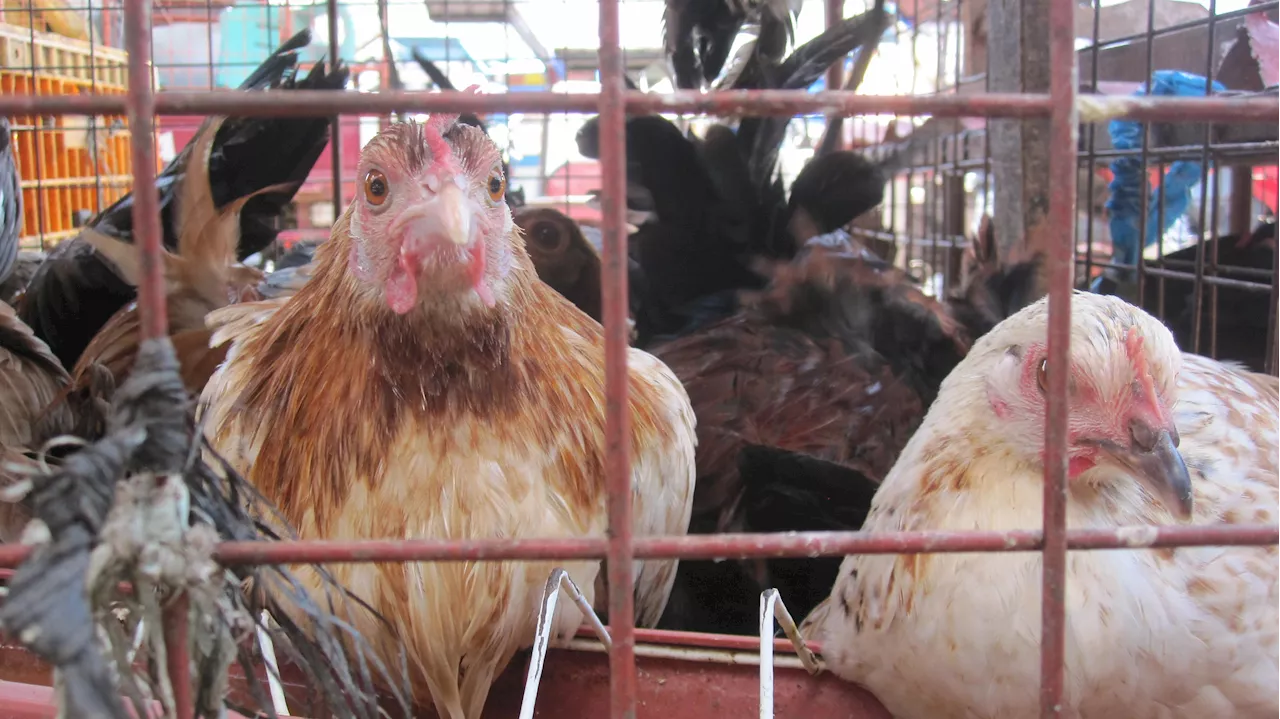 PH bans importation of birds from Australia