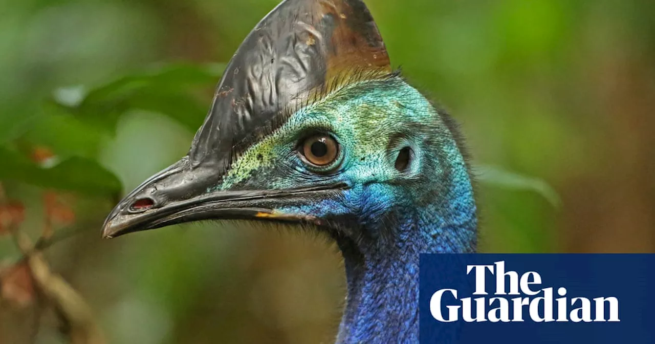 Why did the endangered cassowary cross the road? Because it could