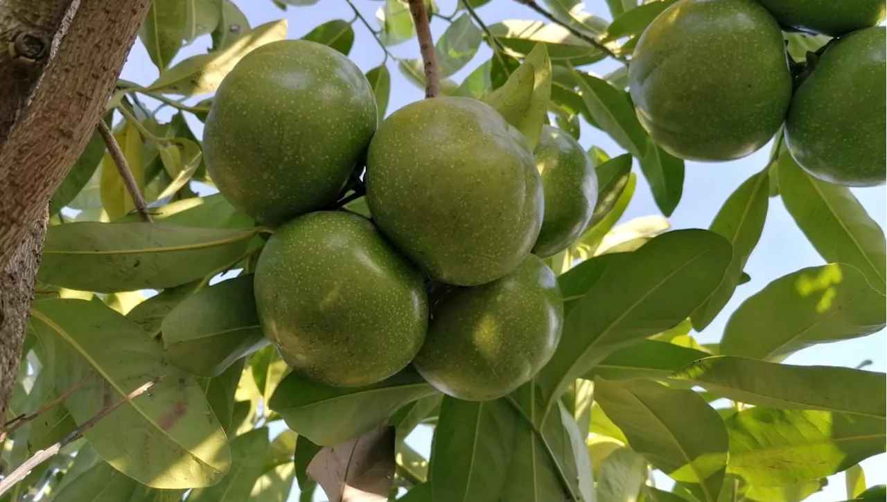 Quel frutto tropicale al sapore di cioccolato che cresce alla porte di Palermo