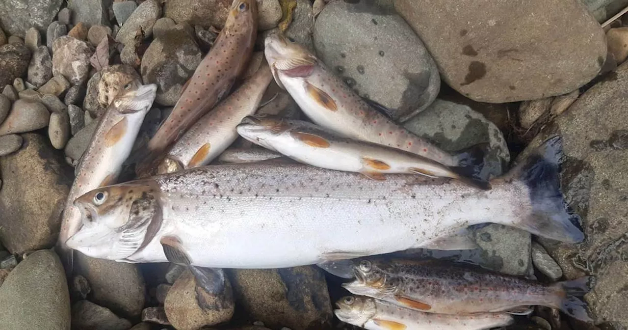 Investigation into Co Donegal fish kill after 300 trout and eels found dead in river