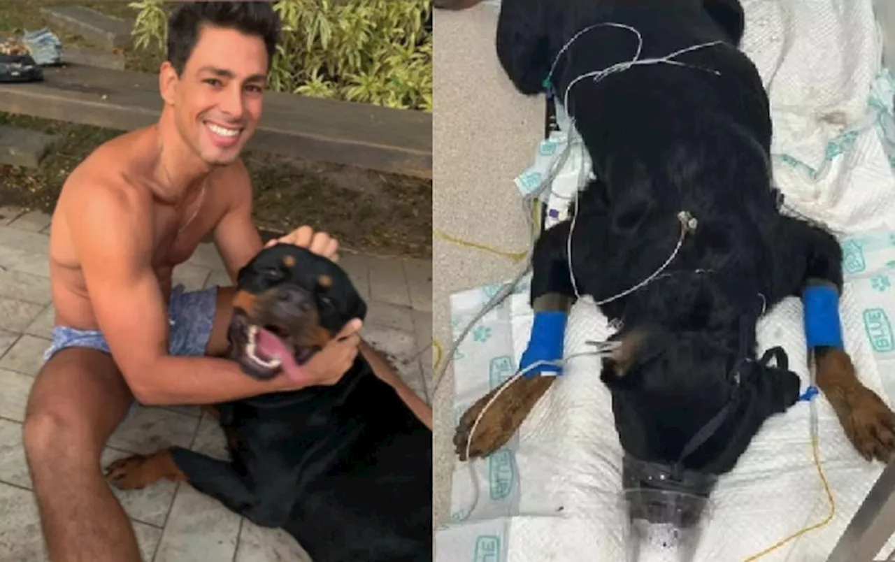 Cachorro de Cauã Reymond morre envenenado e ator lamenta: 'Triste e dolorido'