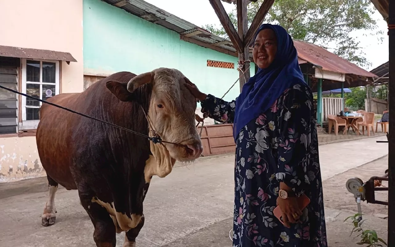 Inilah Sapi Kurban Jokowi untuk Warga Palembang, Namanya Bule, Bobotnya 1,13 Ton