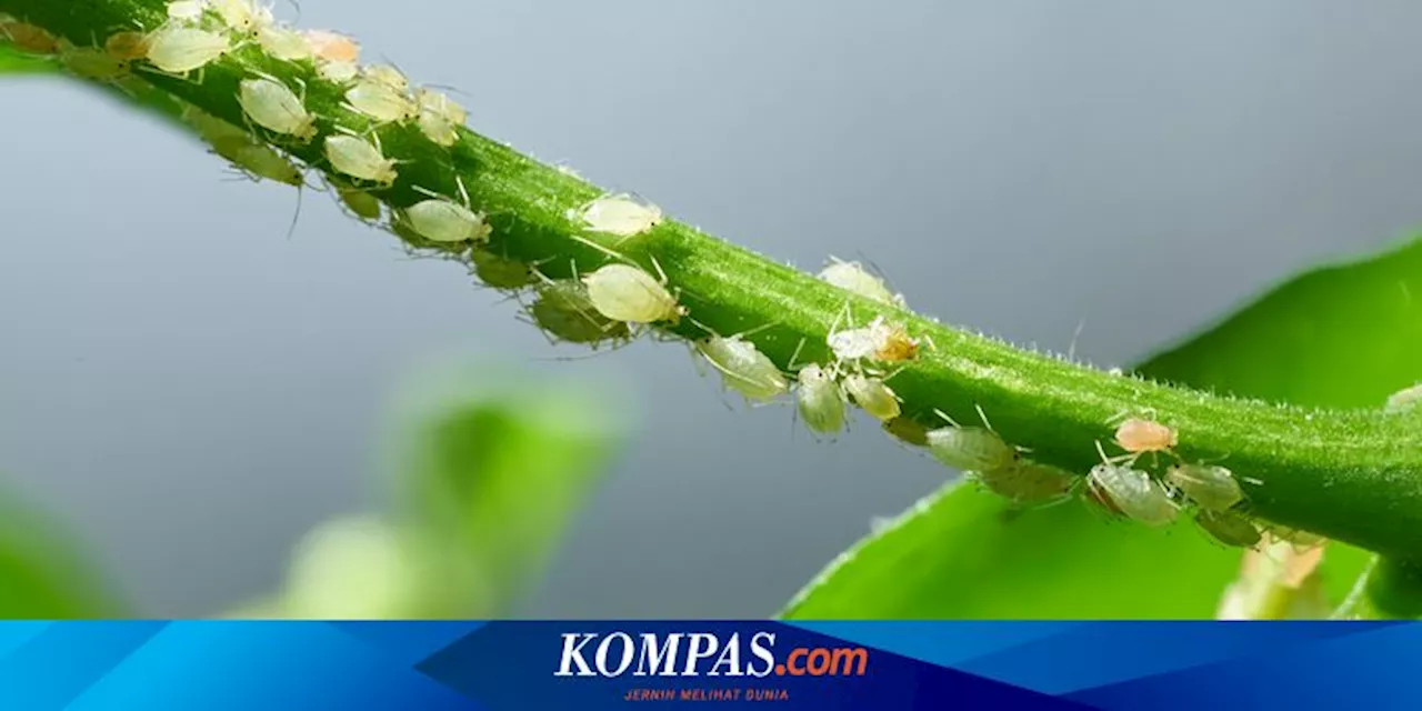 5 Cara Membasmi Kutu Daun pada Tanaman Hias di Rumah