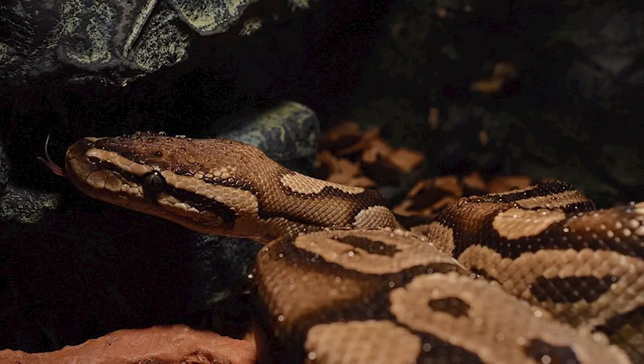 'La tête est apparue' : un python de 5 mètres avale une femme en Indonésie