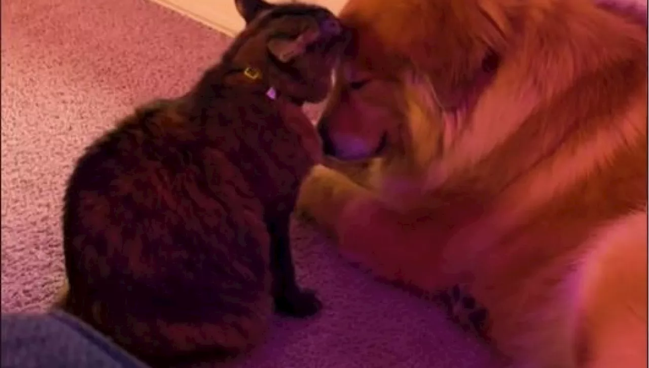 Il cane April ha paura del temporale, il gatto Nala lo consola nel modo più dolce che ci sia