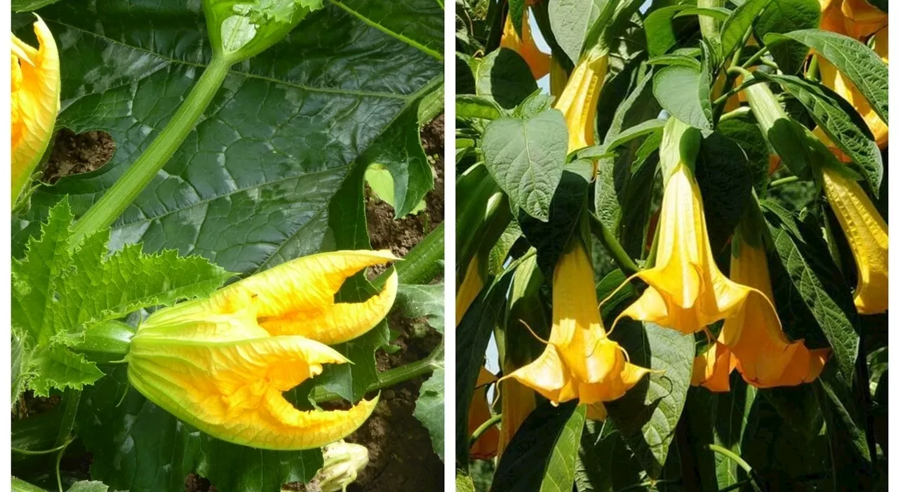 Scambiano stramonio per fiori di zucca, tre persone salvate dall’avvelenamento: l'antidoto in tempo record