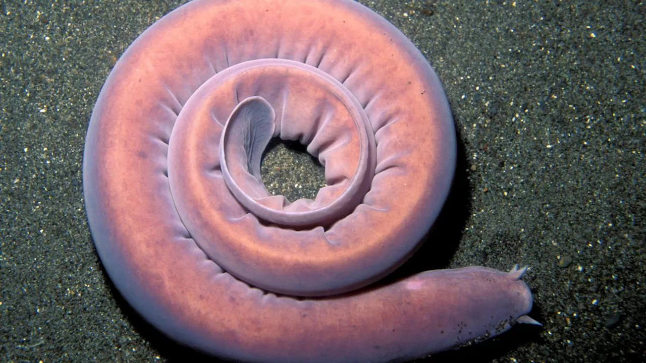 Pacific Hagfish: The ancient deep-sea creature that can can choke a shark by spewing slime