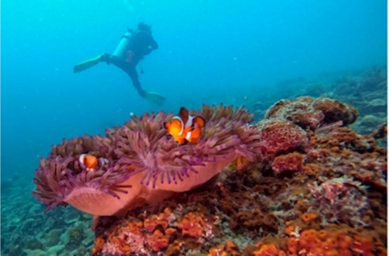 Fisheries Dept: Malaysia's live coral cover rises to 54.23pc in 2023