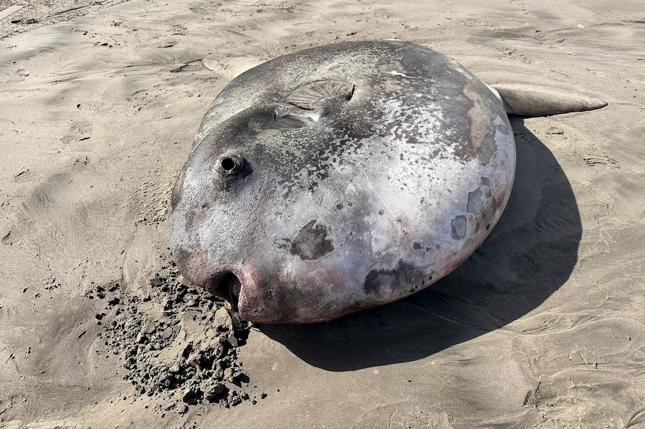 Rare 7-foot fish washed ashore on Oregon's coast garners worldwide attention