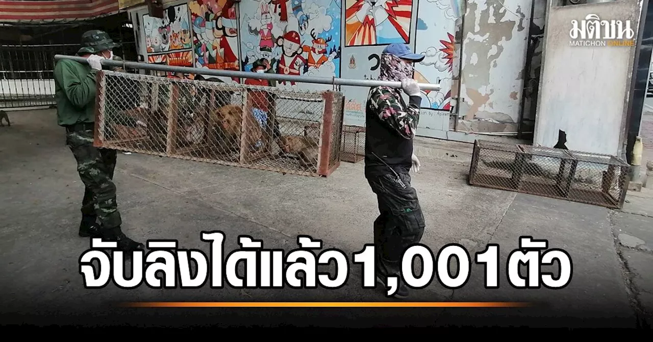 ชาวลพบุรีเริ่มยิ้มออก กรมอุทยานฯจับลิง ได้แล้ว 1,001 ตัว ขึ้นทะเบียน ทำหมัน เตรียมใส่กรง