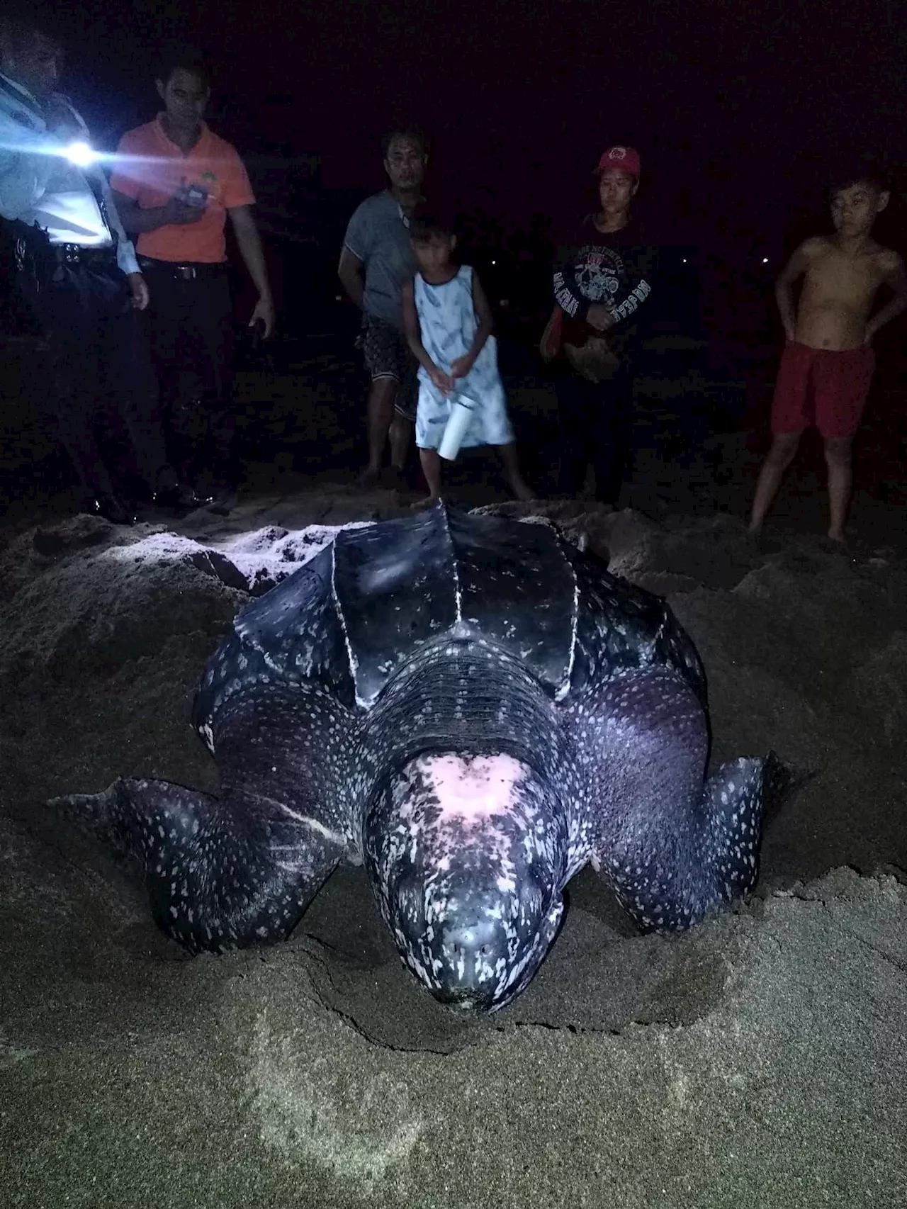 Critically endangered leatherback turtle spotted nesting in Cagayan