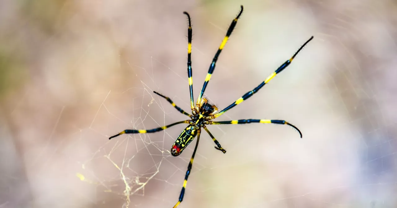 Big, invasive Joro spiders are crawling up the East Coast