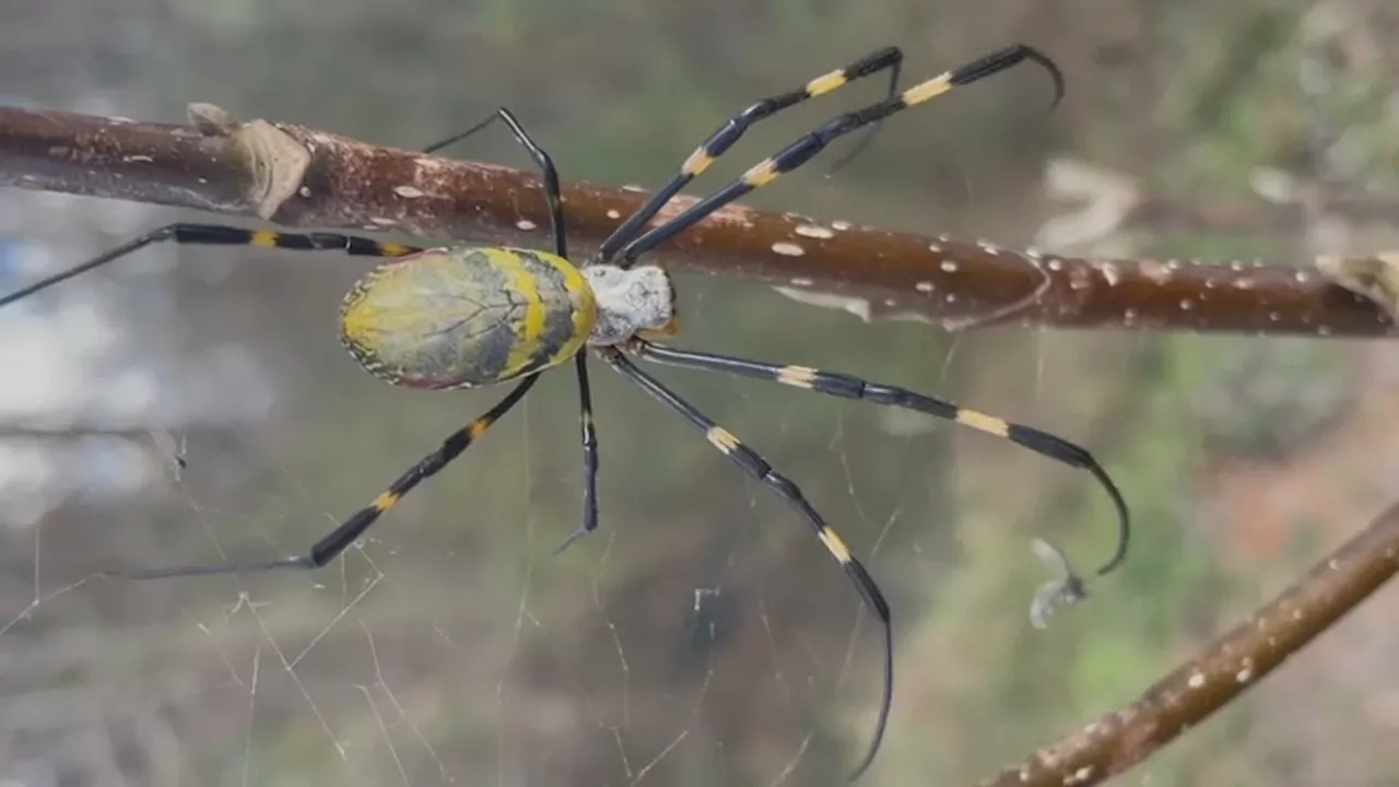 Joro spiders are flying into NY and NJ this summer: Fact vs. fiction