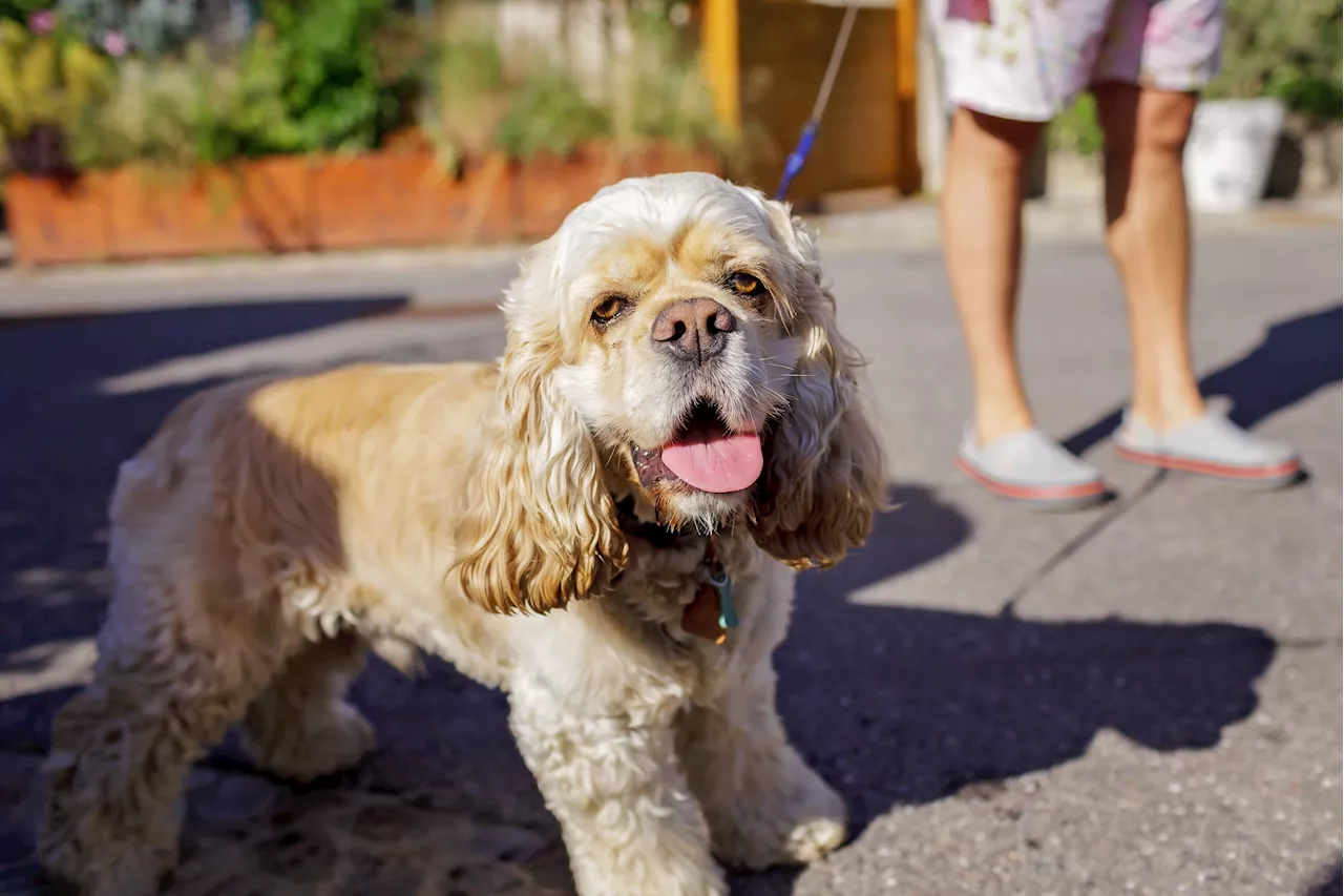 162-Degree Blacktop Reading Rings Alarm for Pet Owners