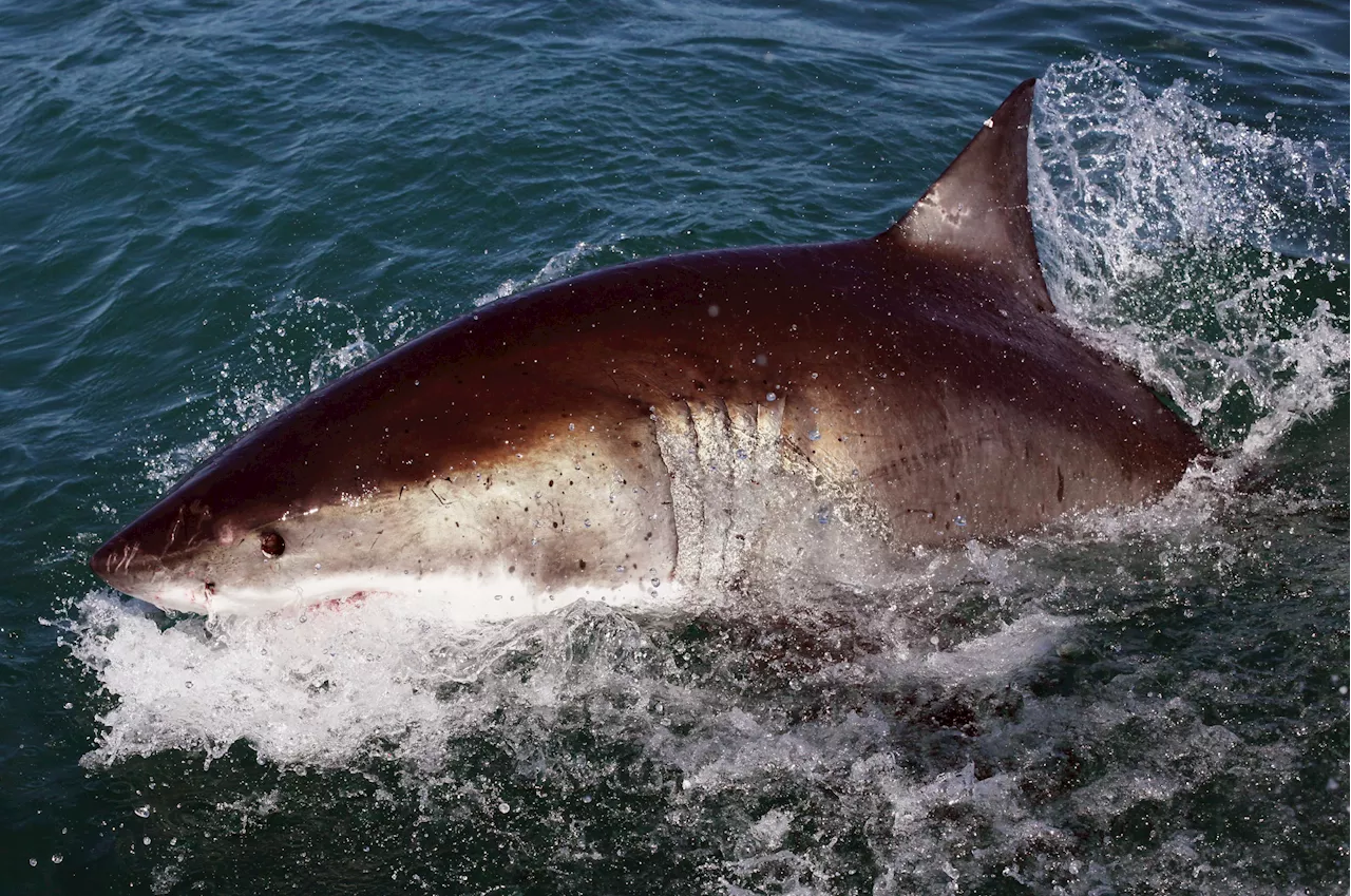 Hawaii Shark Attack Injures Woman