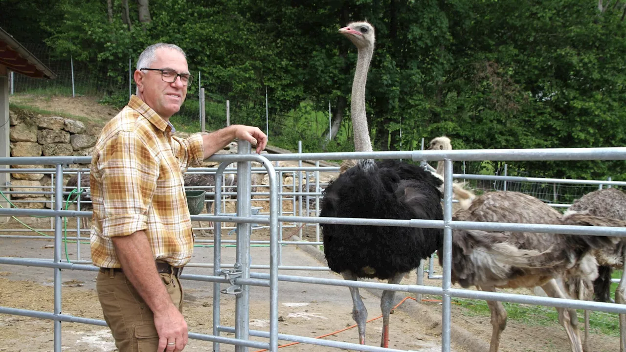 Zu Besuch auf der Straußenfarm in Schrattenbach