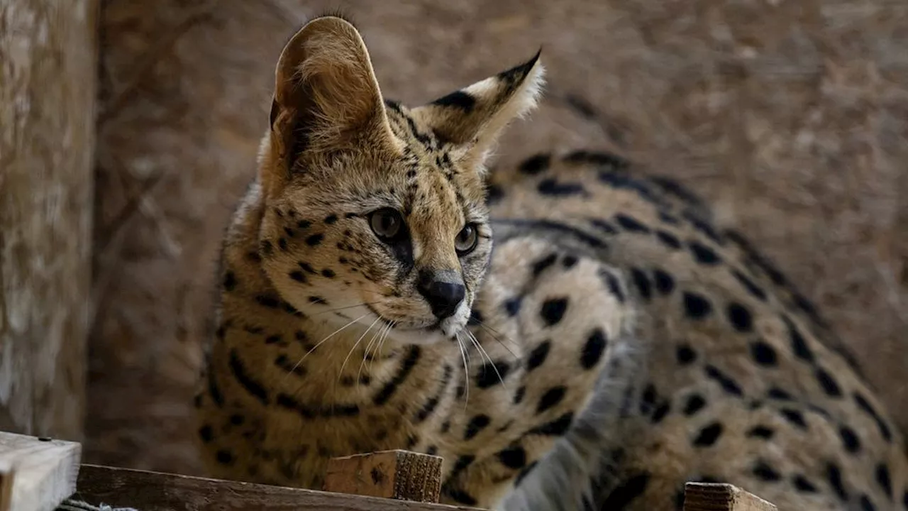 Van de chinchilla tot de serval: honderden huisdieren vanaf 1 juli verboden