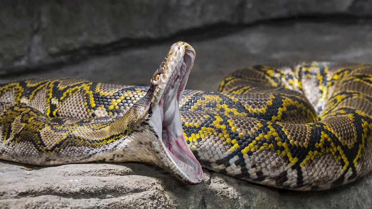 Fünf Meter lange Netzpython: Frauenleiche in Bauch von Würgeschlange entdeckt