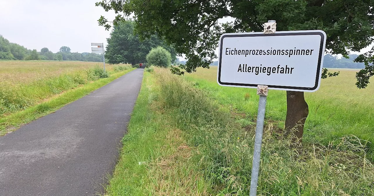 Stadt warnt vor gefährlicher Raupe an Bünder Radweg