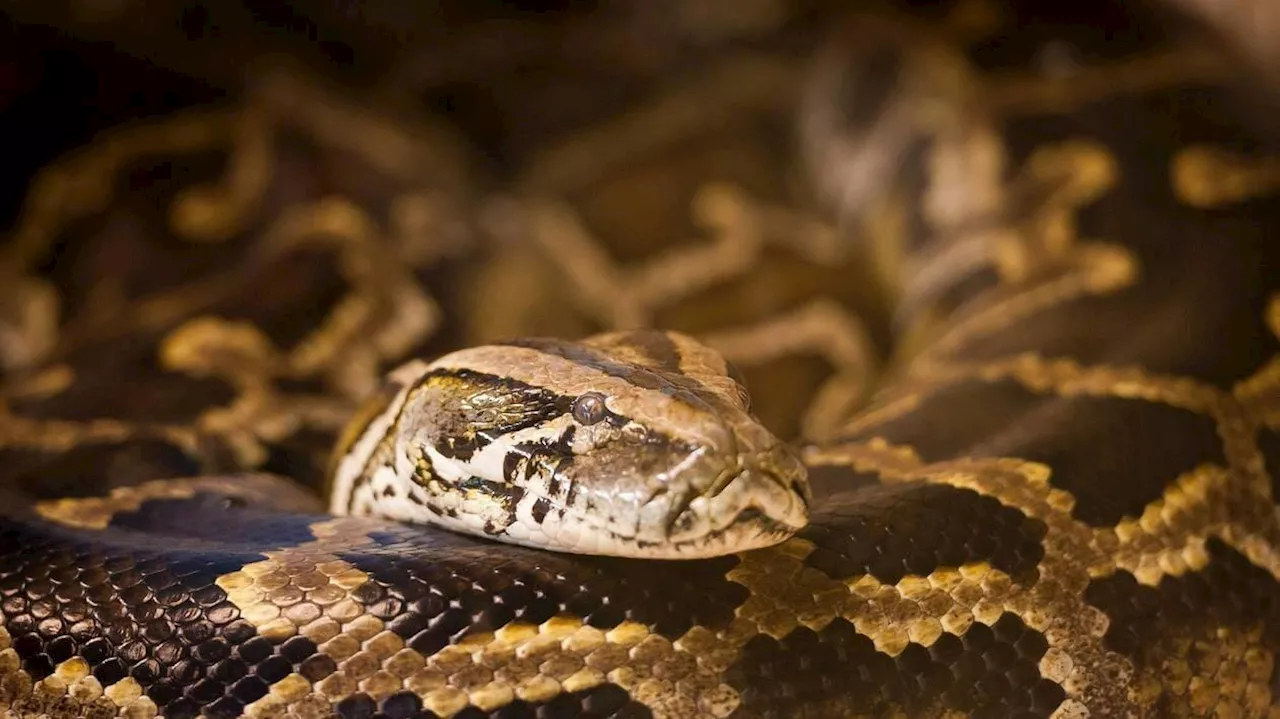 Un python de 5 mètres avale une femme en Indonésie