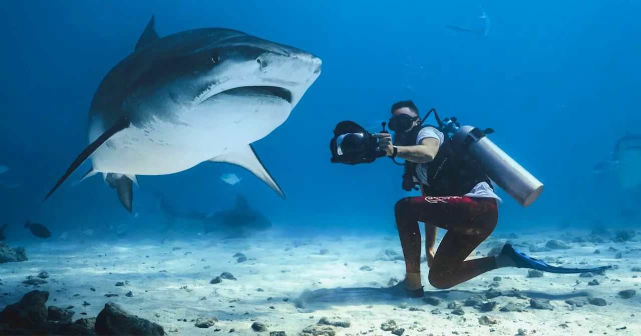 Insta360 Celebrates World Ocean Day By Testing if the X4 is Shark-Proof