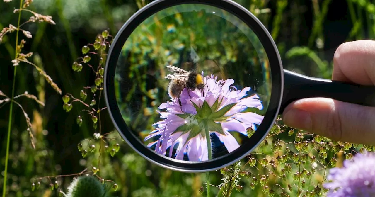 Krefeld: Naturschutzbund ruft zur Aktion 'Insektensommer' auf