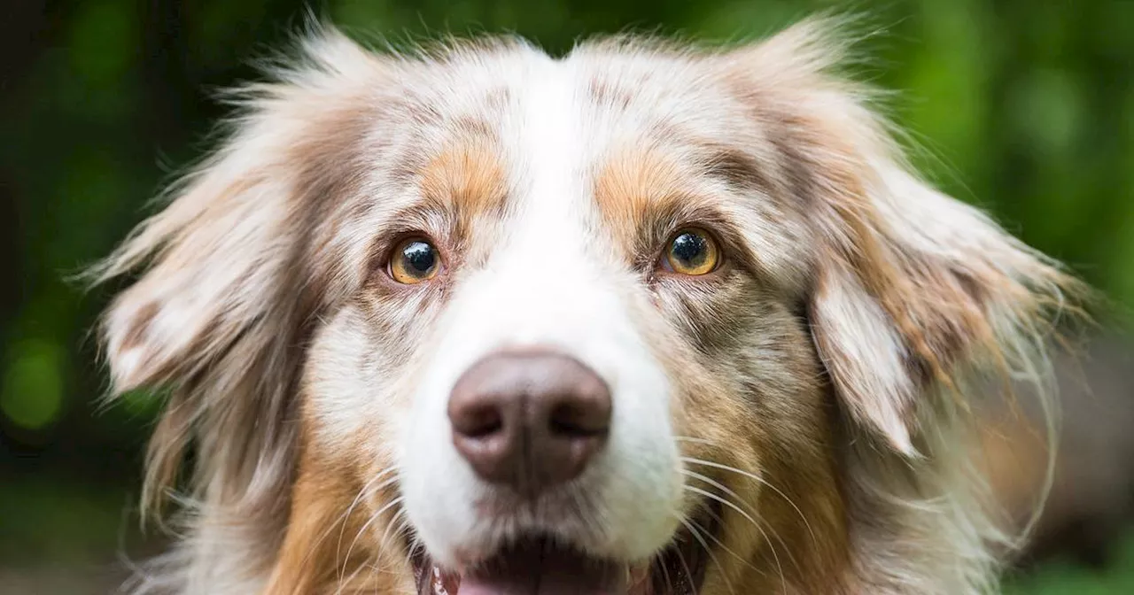 Wülfrath zählt die Hunde zur Aufdeckung von Steuersündern