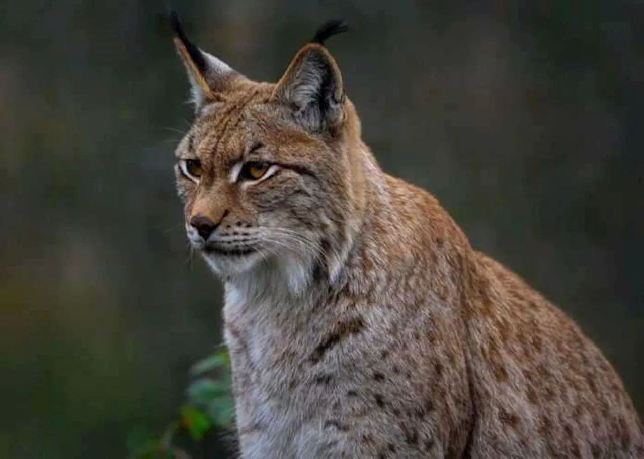 The Allure of the Lynx: Celebrating International Lynx Day