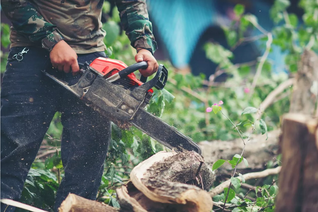 Kota Kinabalu City Hall seeks perpetrators of illegal tree felling in Lintas Square