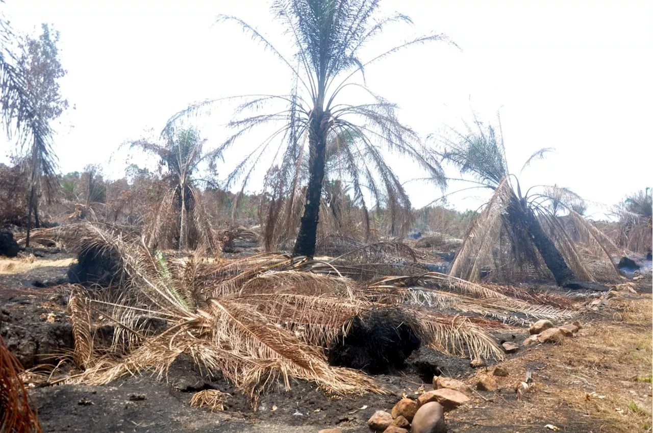 More than 40ha of oil palm plantation razed in Jertih since beginning of May