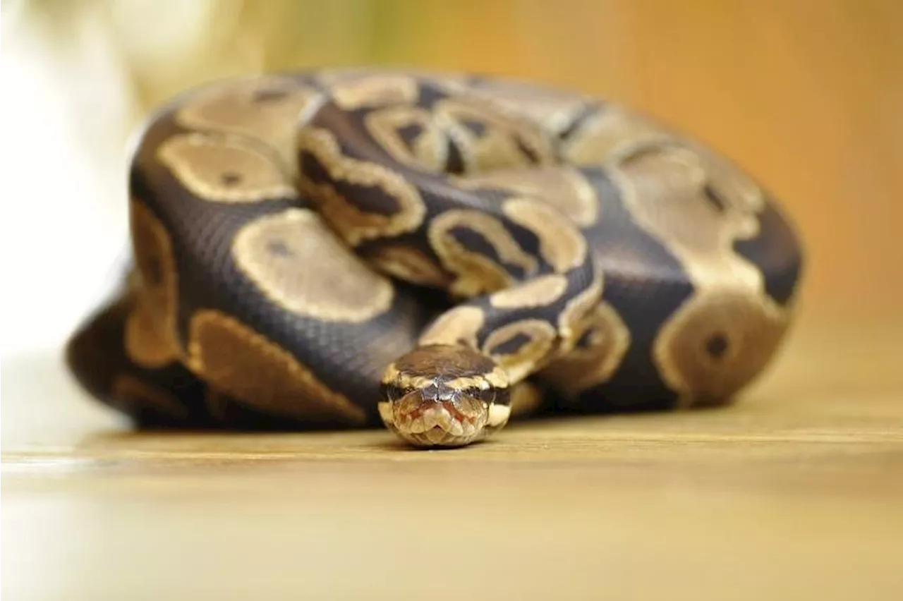 Python swallows woman whole in Indonesia