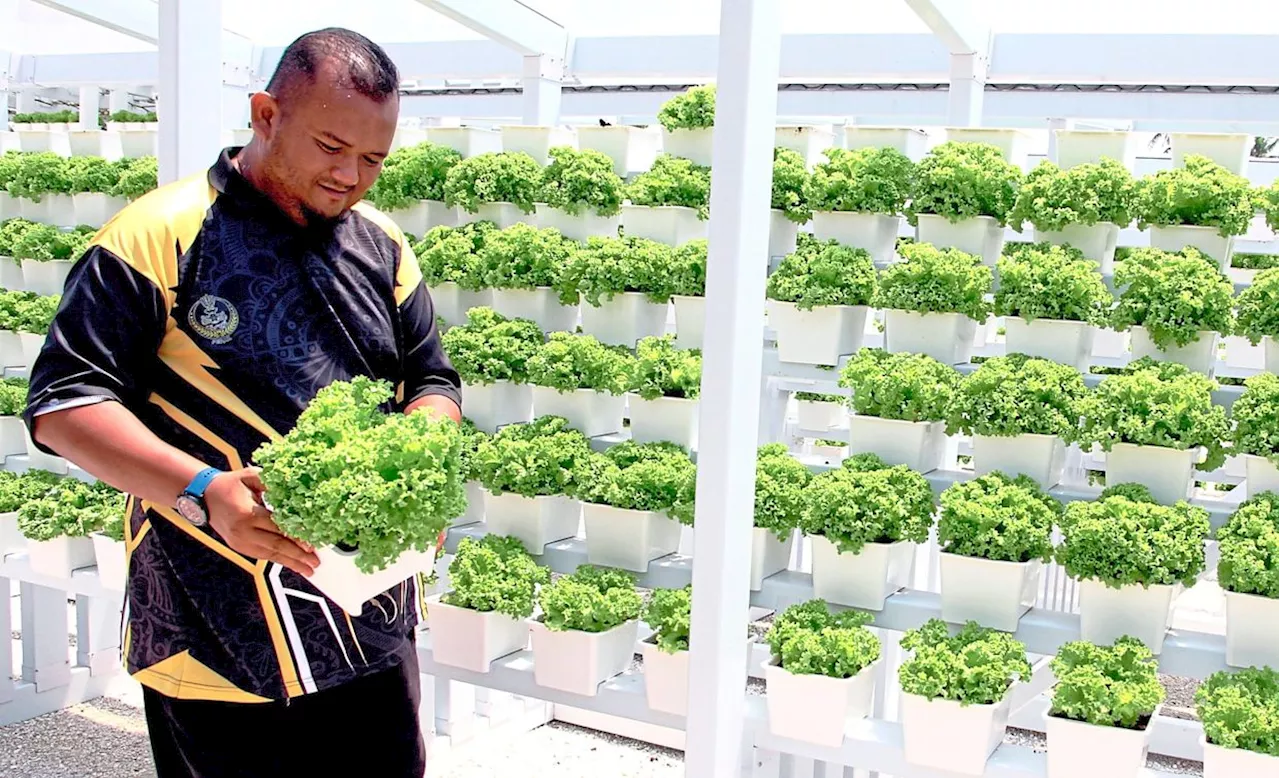 Turning idle land into lettuce farm