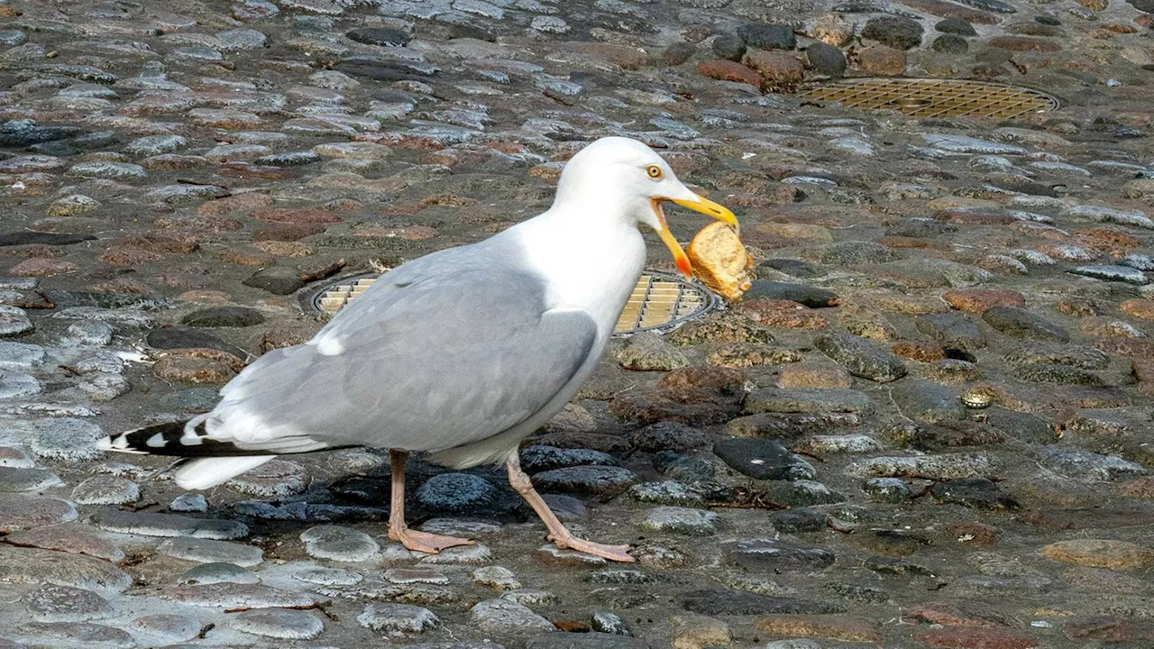 Warnemünde: Erste Fischbrötchen-Bude bietet Möwen-Versicherung an