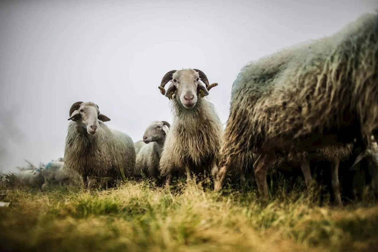 Béarn : Lourdios-Ichère organise sa Fête de la transhumance ce samedi 8 juin