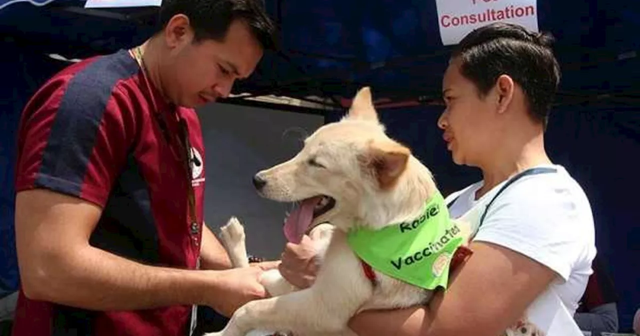 14 ka mga kaso sa rabies sa Cebu City ‘alarming’