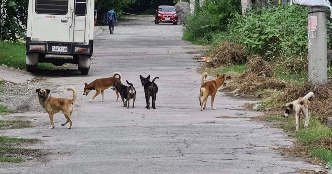 Cebu City reports alarming increase in rabies cases