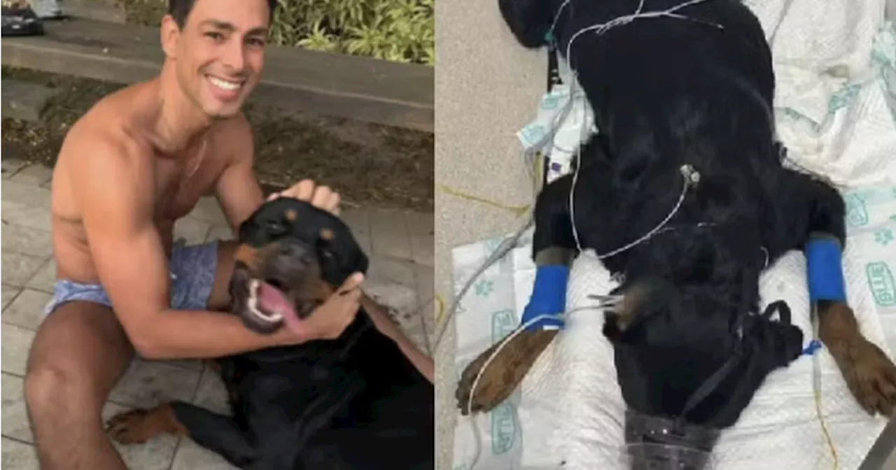 Cachorro de Cauã Reymond morre após envenenamento: 'É uma maldade'