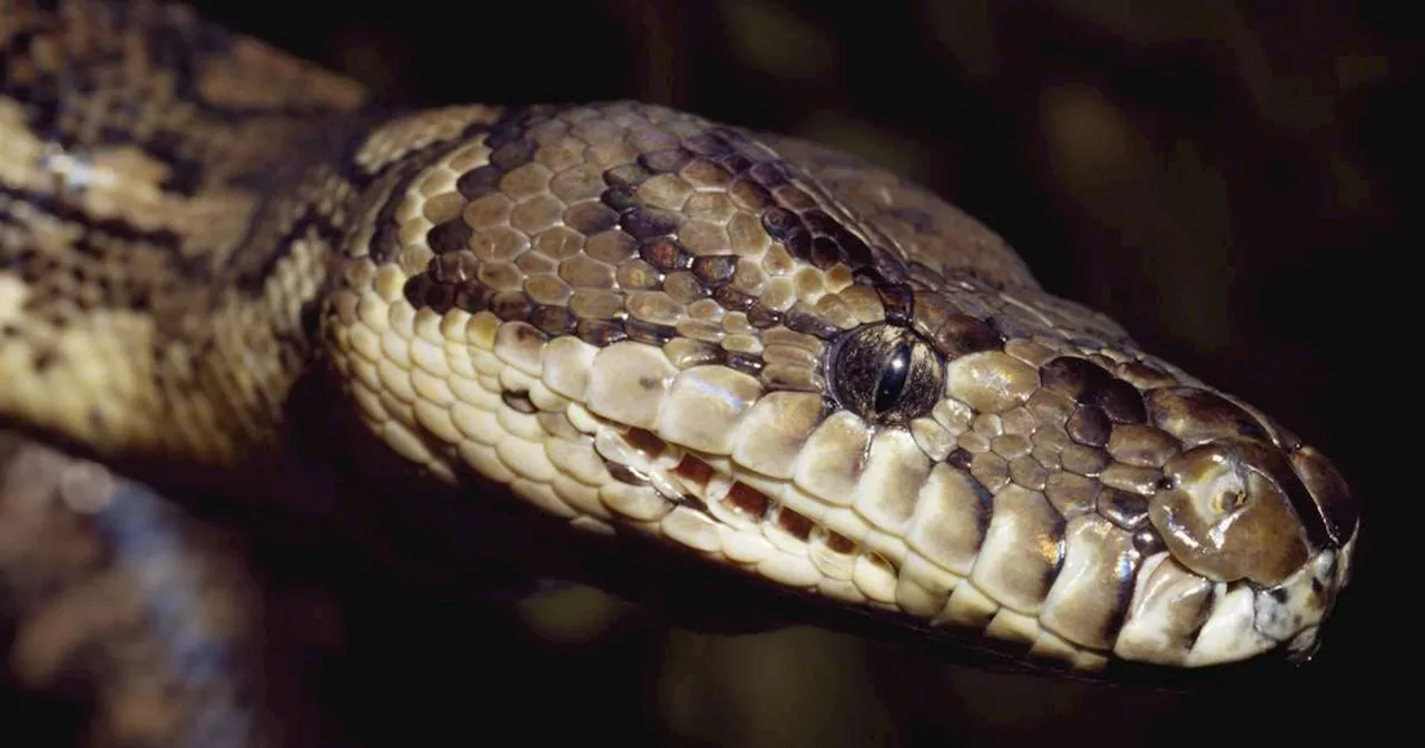 Mulher é encontrada morta dentro de cobra píton gigante na Indonésia