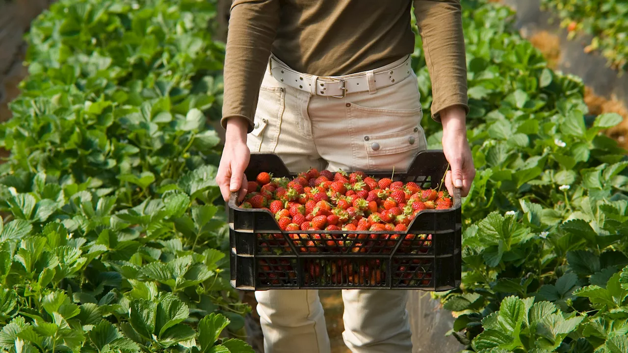 Four tips to get the most for your money on quality produce at a pick-your-own farm...