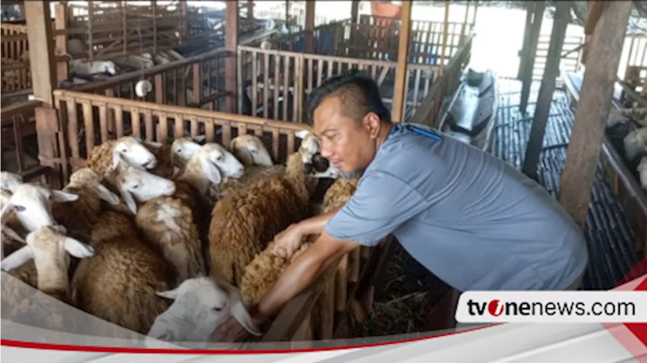 Jelang Idul Adha, Pedagang Domba di Tegal Murung Penjualan Turun 50 persen