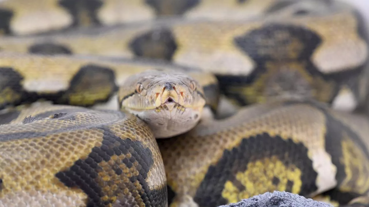 Indonesien: Leiche in 5 Meter langer Netzpython gefunden
