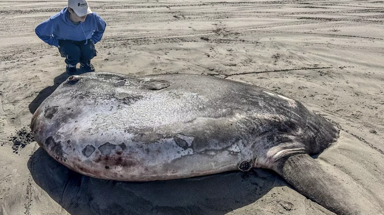 Rare 7-foot fish washed ashore on Oregon’s coast garners worldwide attention