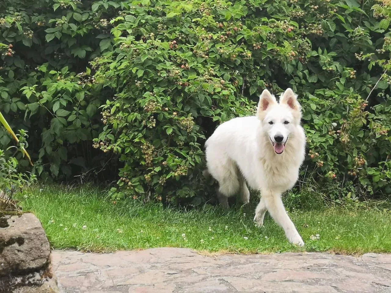 Animaux errants dans le Calvados : cette commune adopte une solution radicale