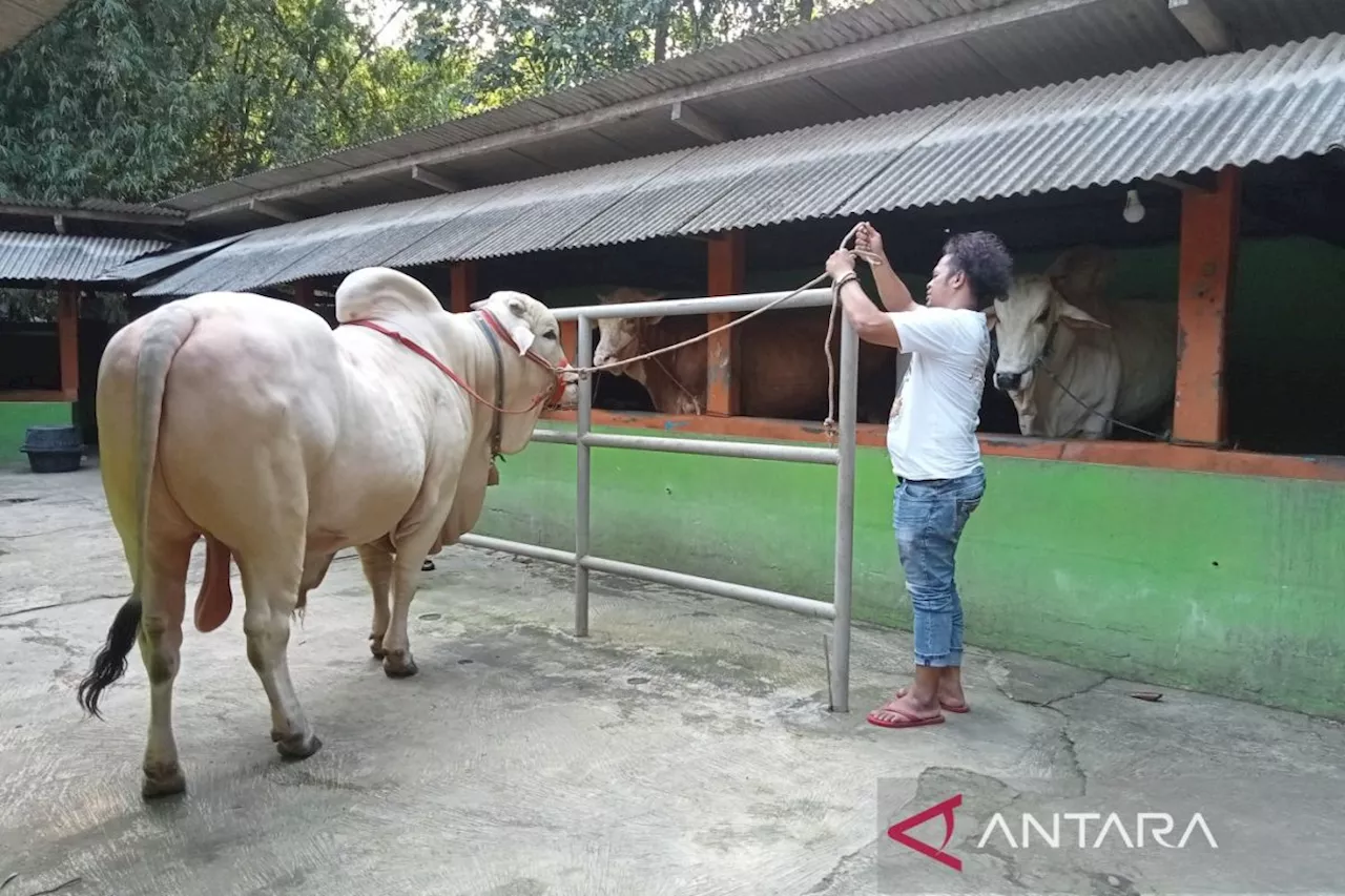 Presiden Jokowi beli sapi kurban milik peternak di Pleret Bantul