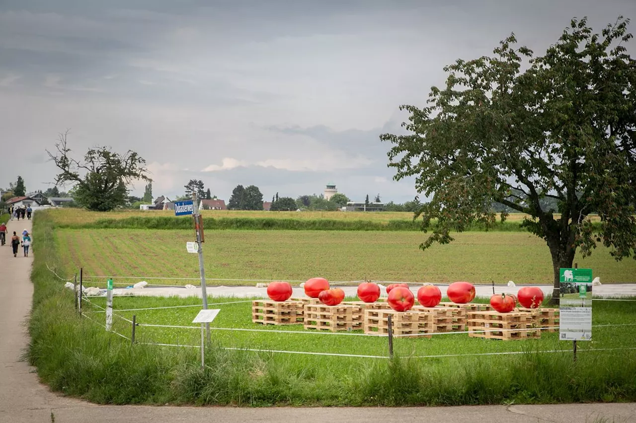 Basel Social Club 2024: So haben Sie das Bruderholz noch nie gesehen