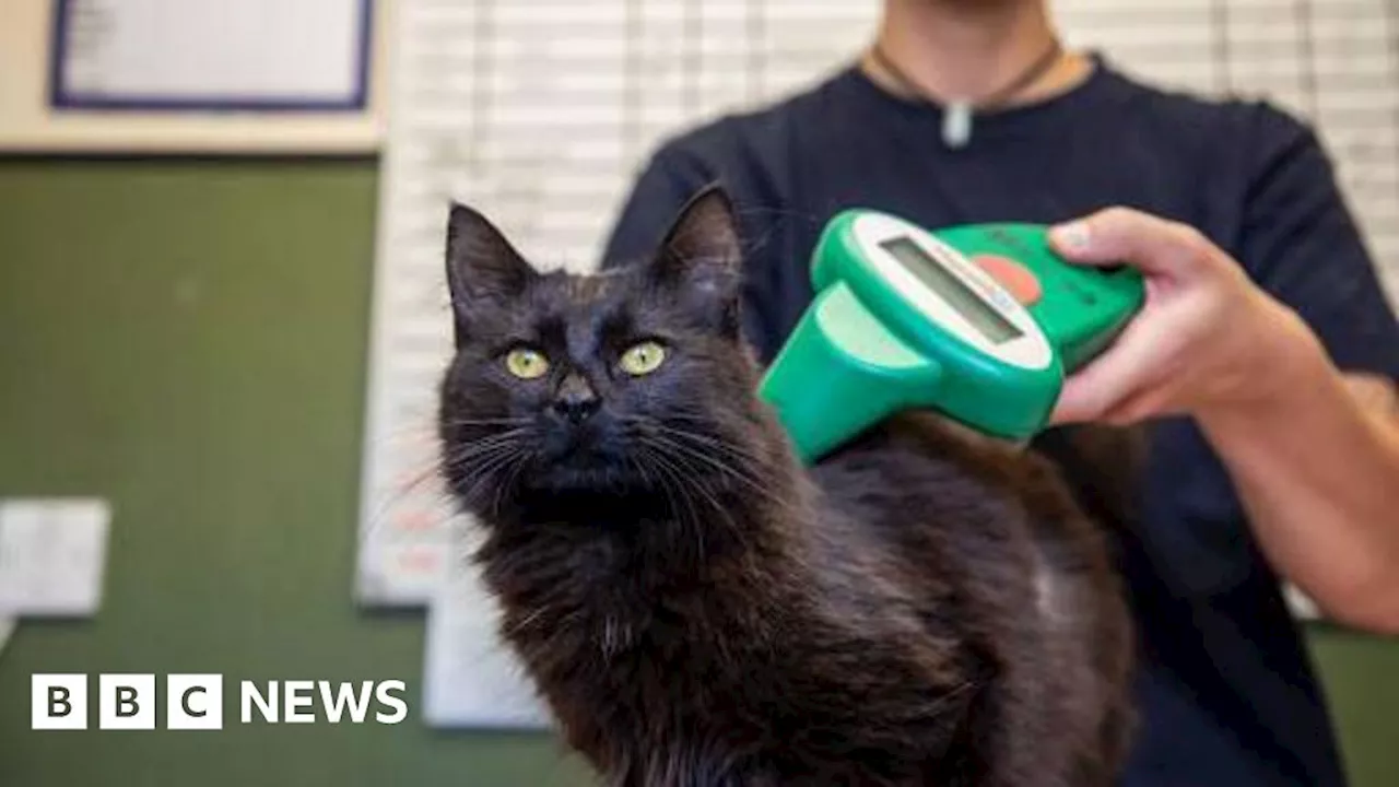 Cats must be microchipped by 10 June by owners in England