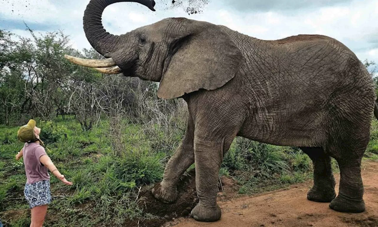 Tswale the rescue elephant must be moved, High Court orders