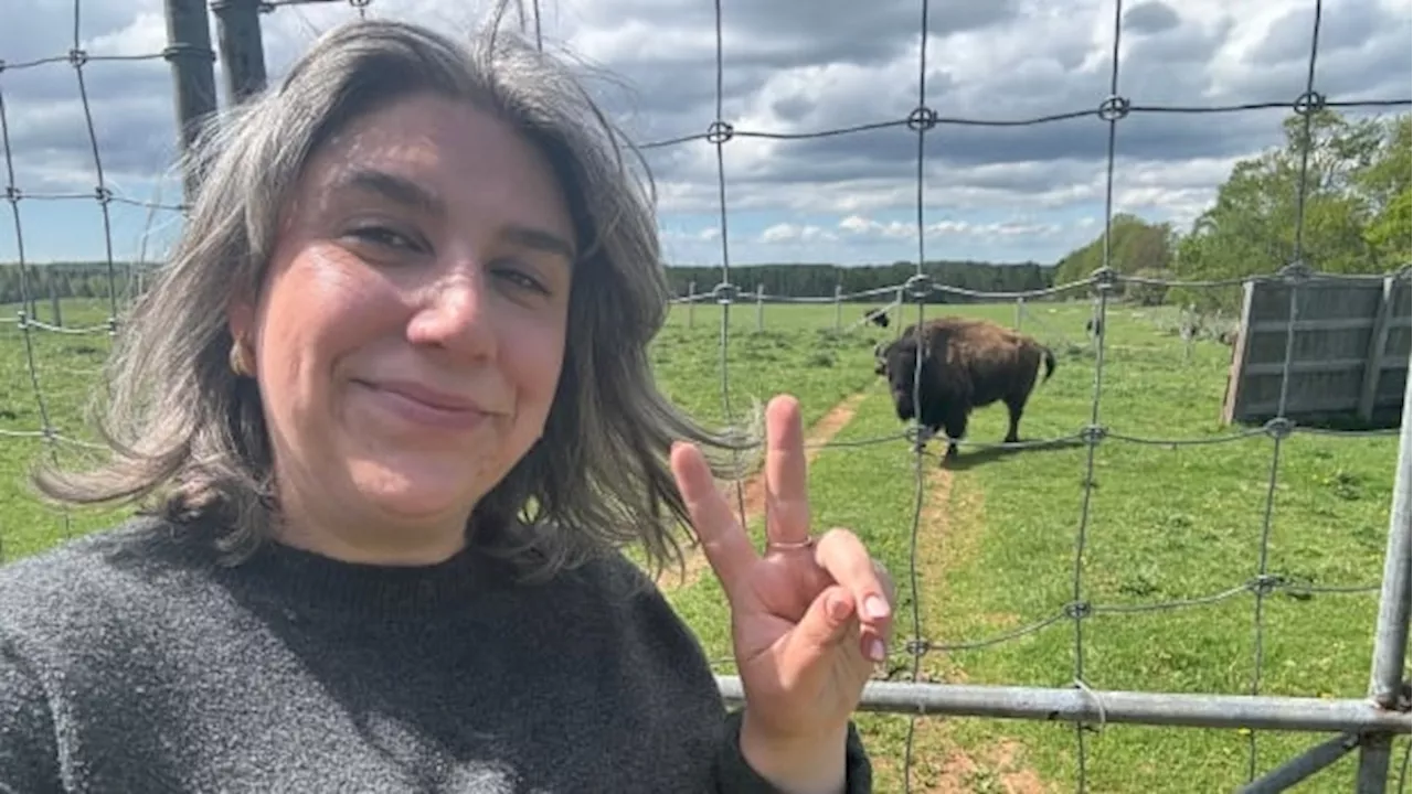 Baffled by buffaloes on P.E.I.? Let us explain